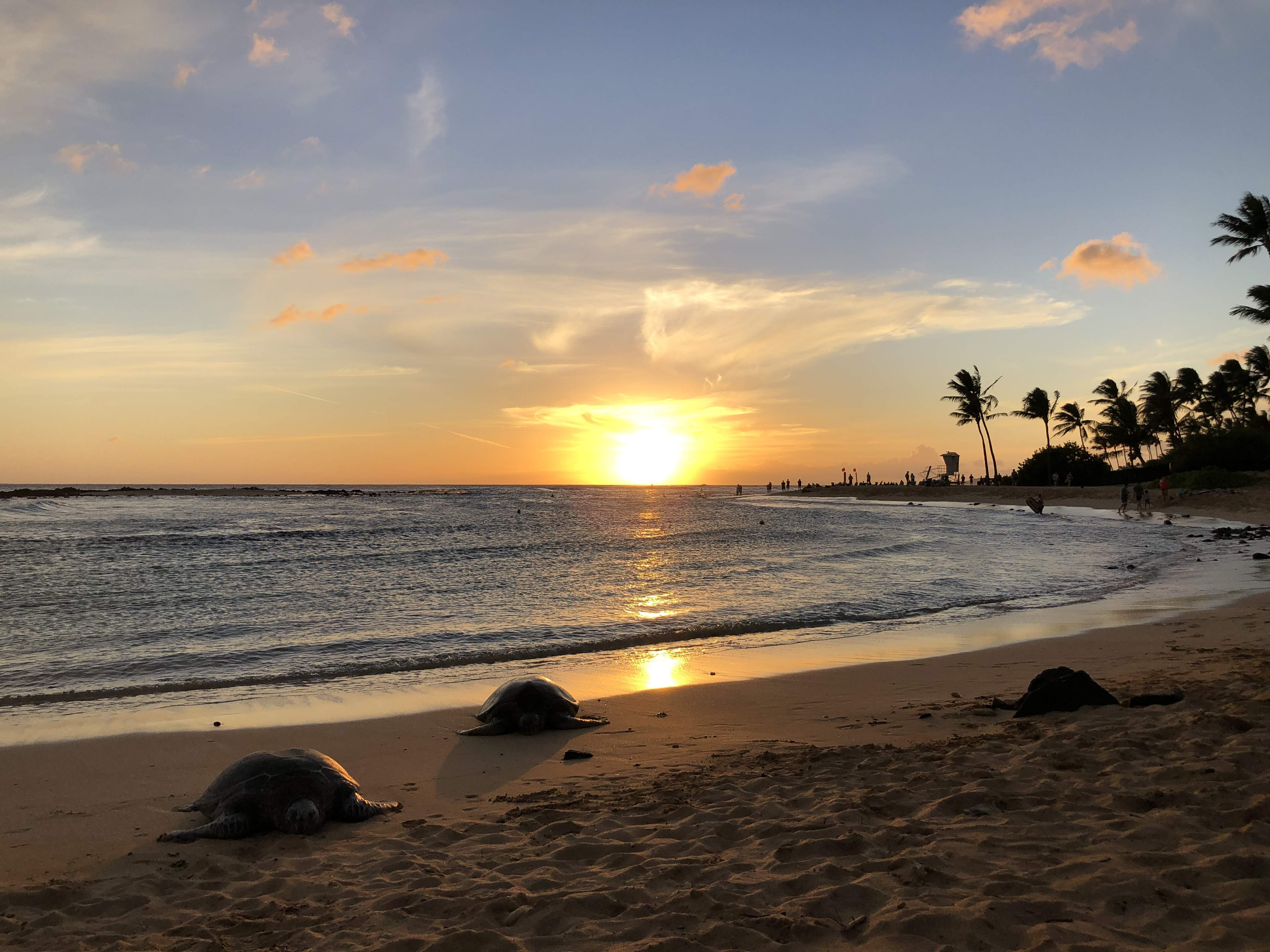 🌳 남쪽 해변마을 녹지공원 (파이누하마초료쿠치코엔) 이미지 6